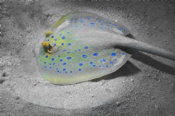 Blue spotted Ray taken in the Red sea - experimented with... by Malcolm Nimmo 